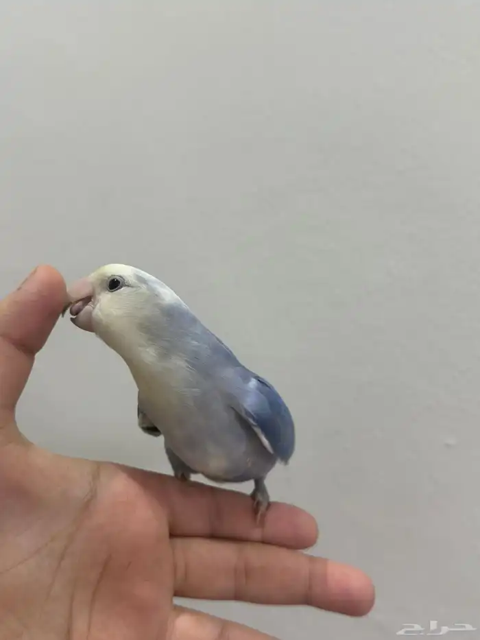 ببغاء روز 2