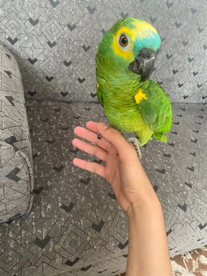 ببغاء امزوني بلو فريتند 1