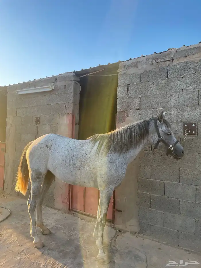 فرس شعبيه معها مهرها 3