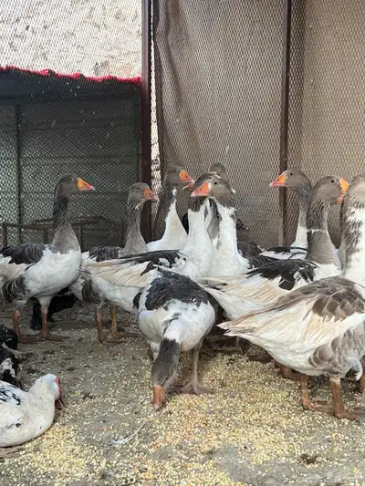 وز بلدي منتج index