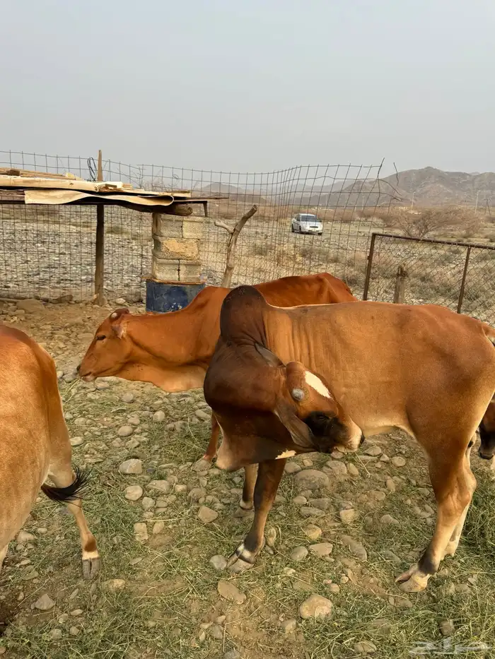 ثور بلدي 0