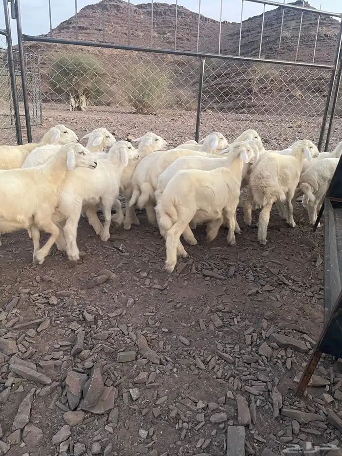 طليان 21ماشاء الله تبارك الرحمن 18