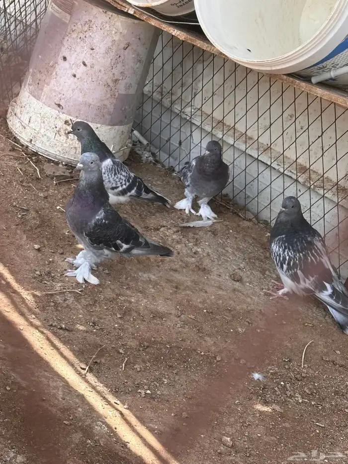 حمام 4
