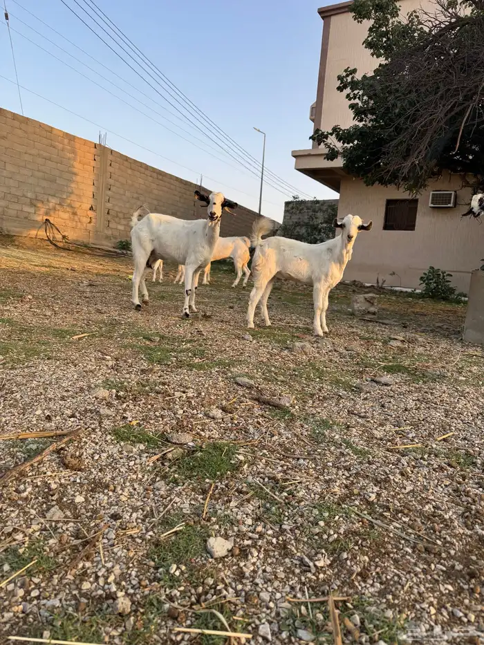 خمس معزا مطورات وجنوبية مع فحل منتج 2