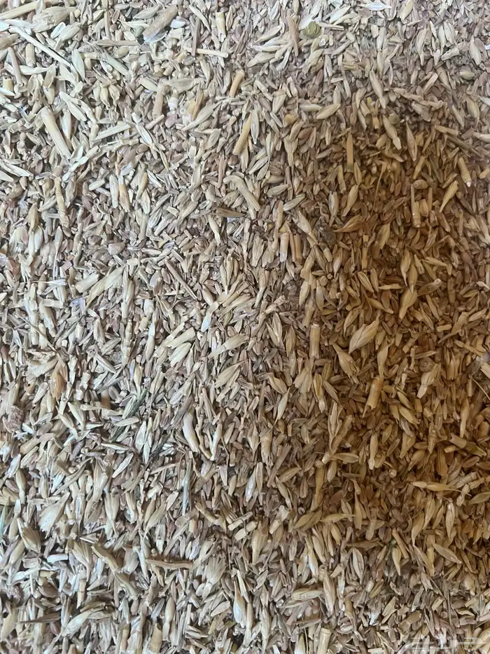 بذر مخلوط هيبان وجرجير وقمح 0