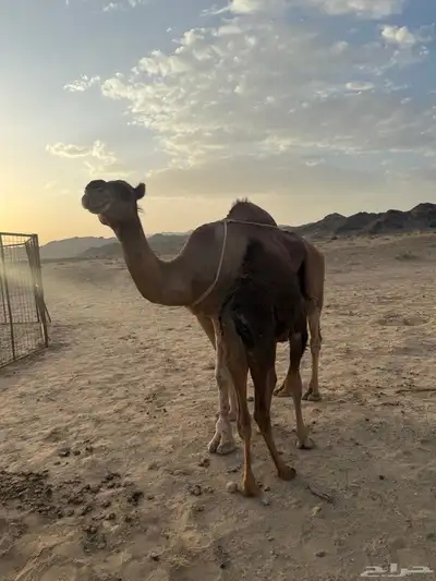 ناقة خلفة للبيع index