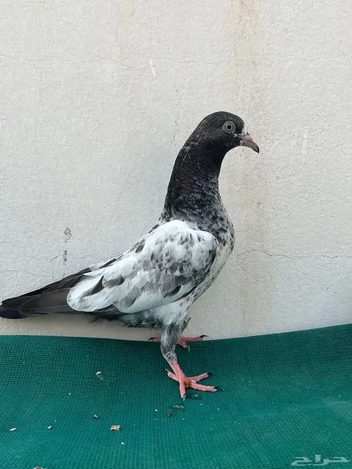 للبيع طبات تيدي 4
