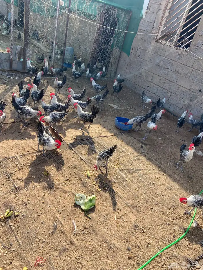 ديكه للبيع 0