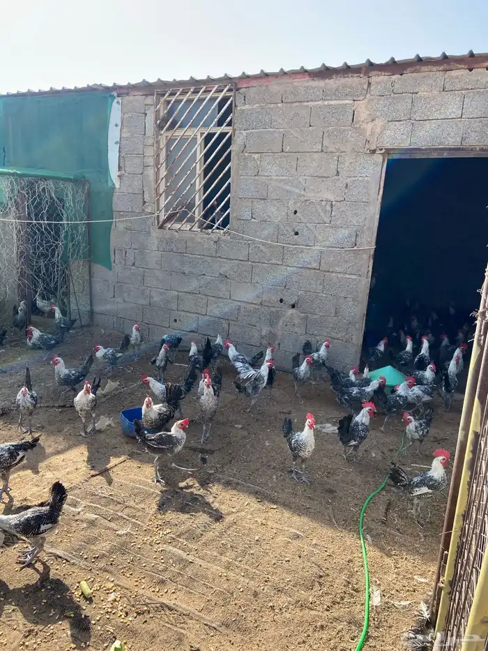 ديكه للبيع 1