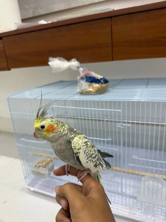 كروان اليف 4