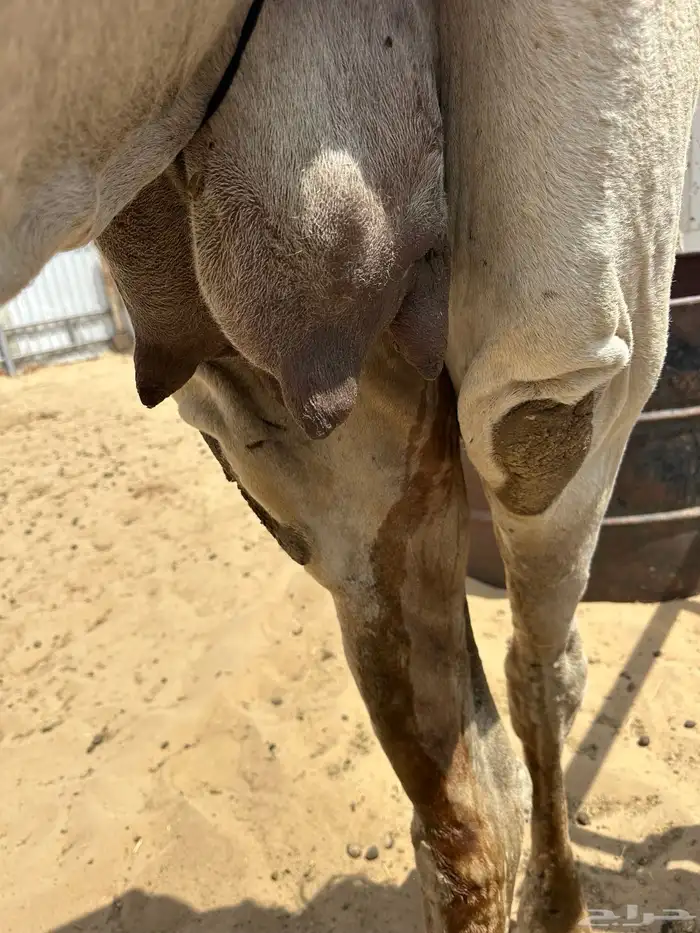 ضرايب 3