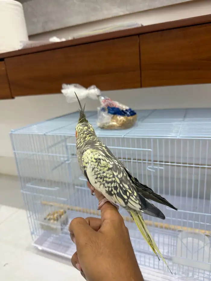 كروان اليف 1
