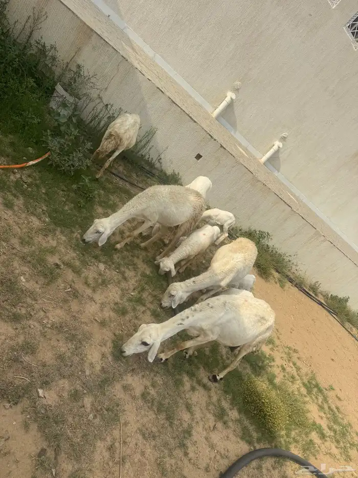 ضان ولد 0