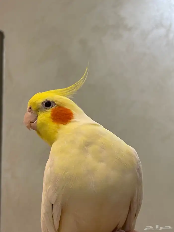 للبيع ذكر كروان لاتينو متكلم اليف هدد مزاجي 1