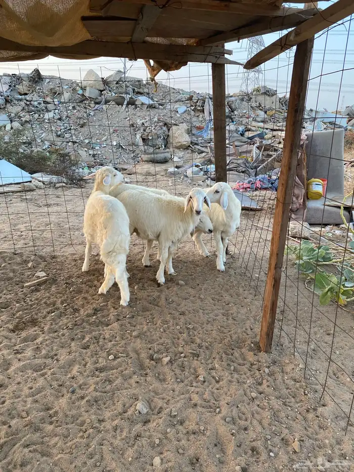 للبيع 4 طليان حريه ذبايح جمله وتفريد 2