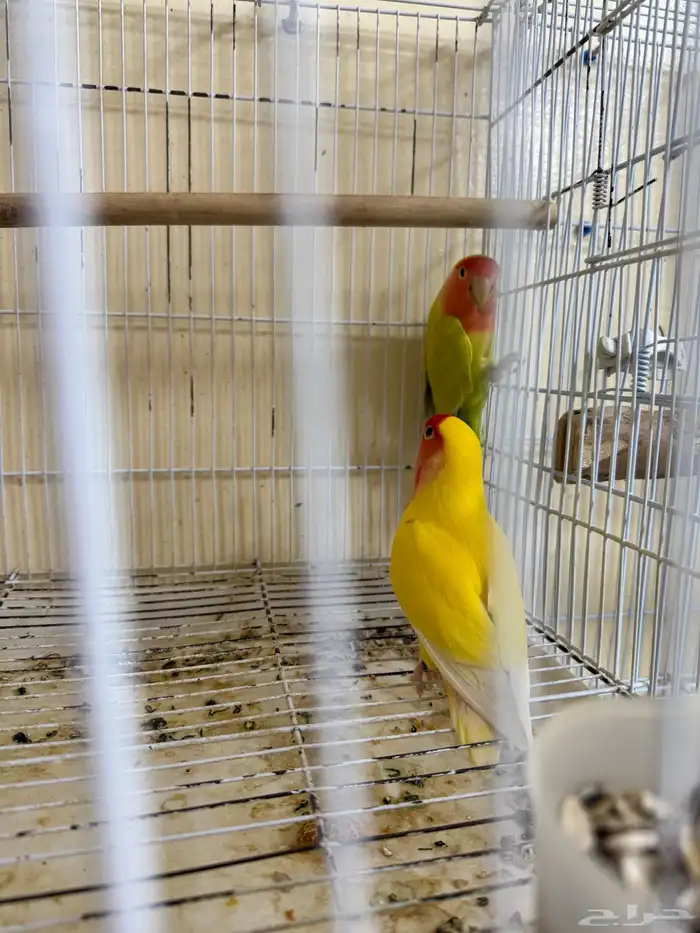 جوز روز منتج 1