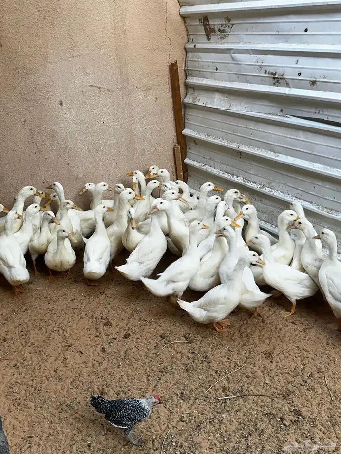 بط بكين فراريج دجاج صوص بط مصري وبكين 5