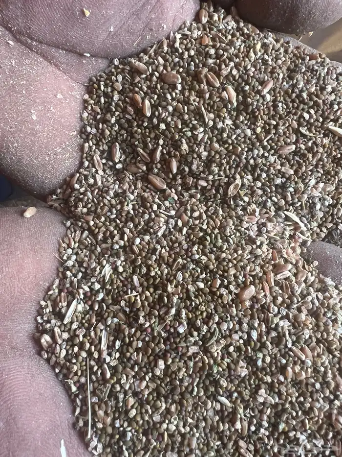 بذر مخلوط هيبان وجرجير وقمح 4