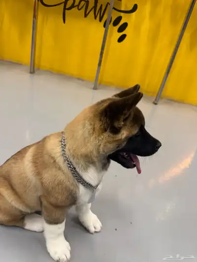 كلب American Akita index