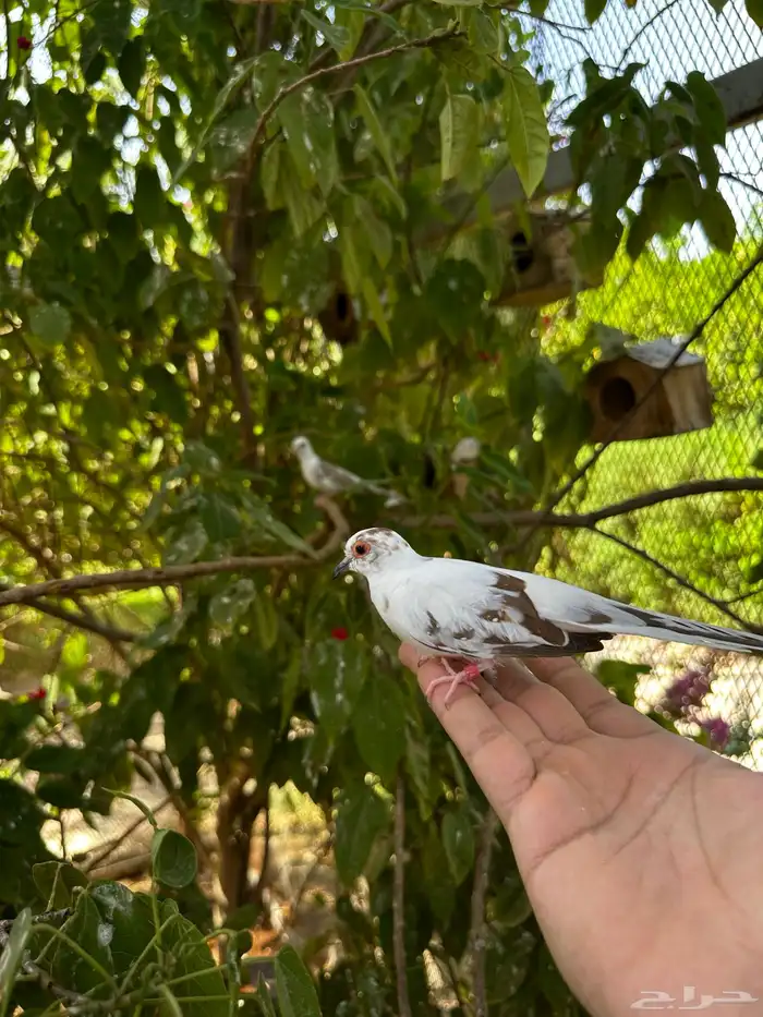 للبيع يمام ماسي 4