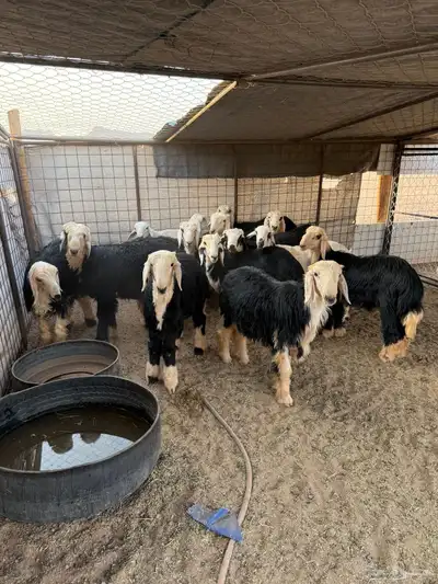 طليان و رخال index