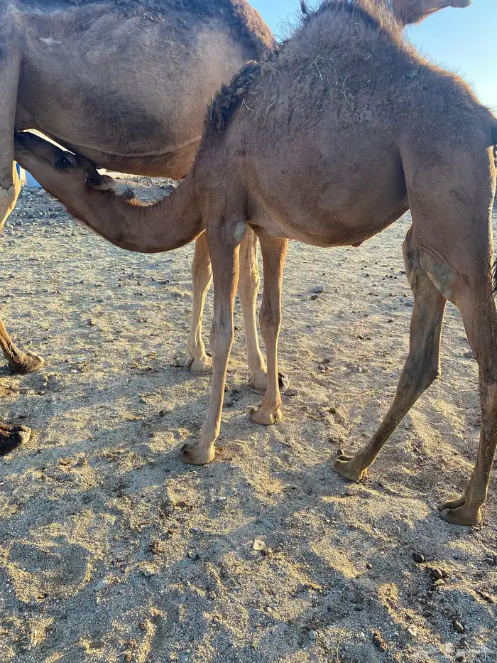 قعود وبكره 2