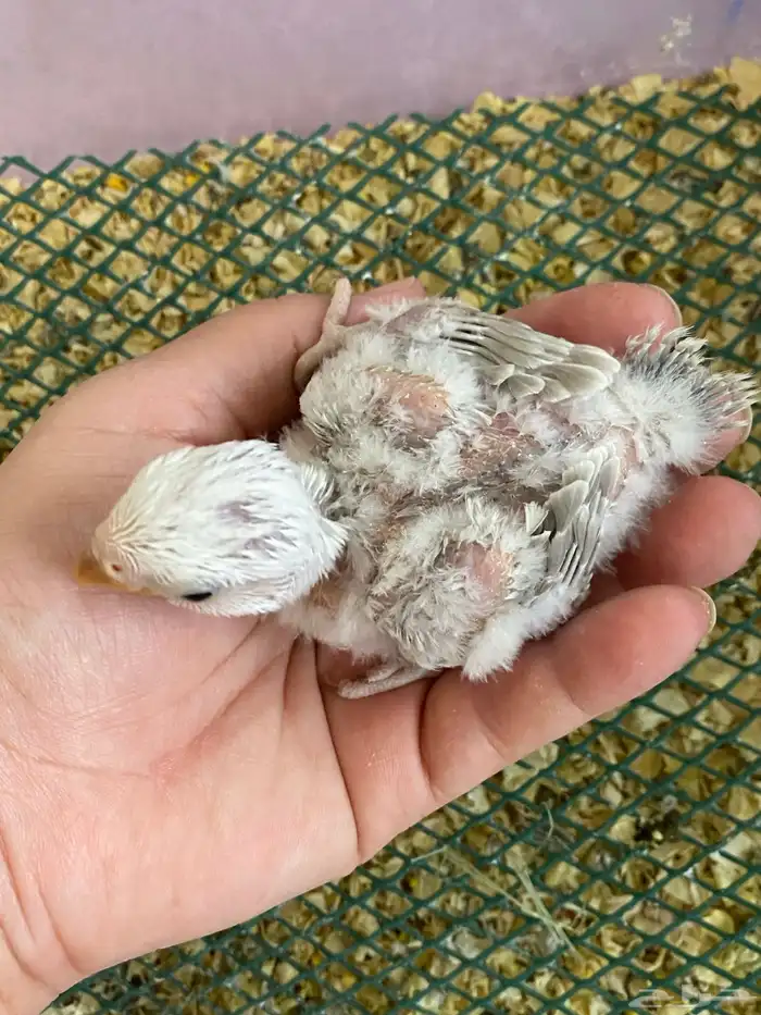 فروخ روز غر 7