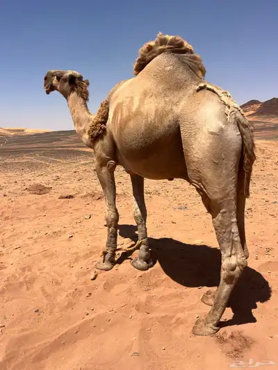 جمل اشعل طيب index