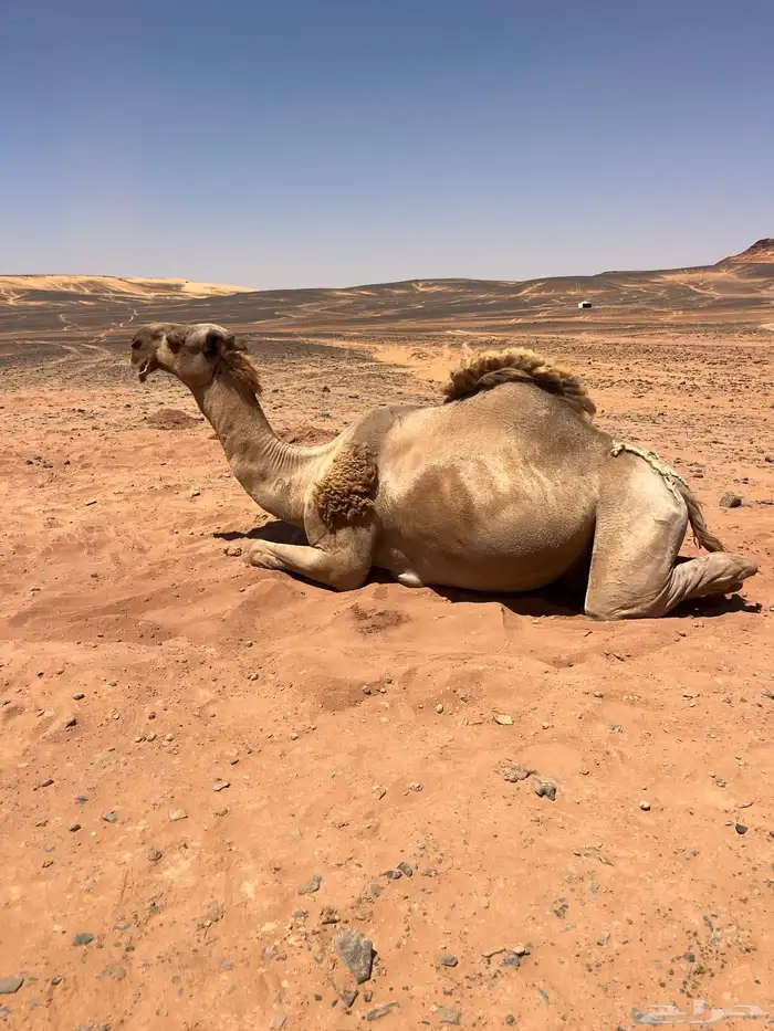جمل اشعل طيب 4
