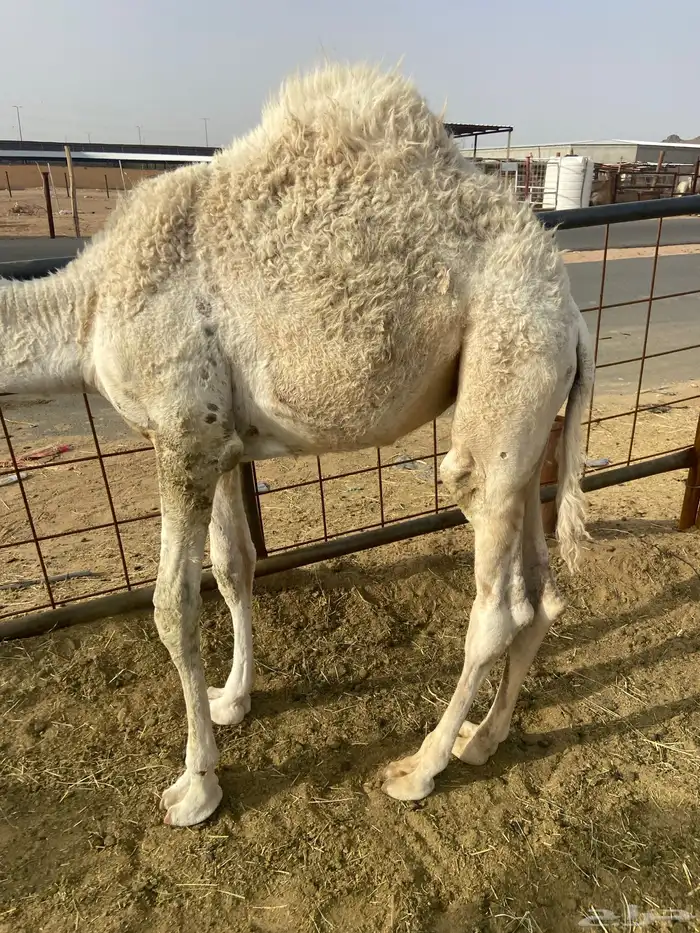 بكره كفو علي الحليب والبرسيم 2