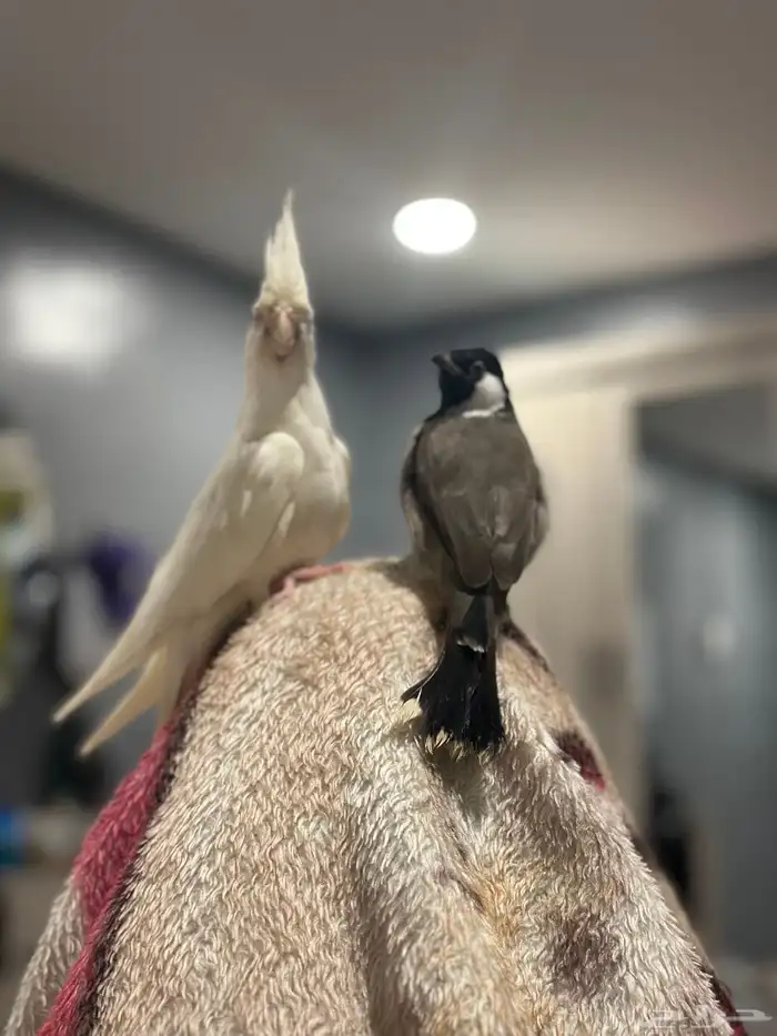 انثى بلبل اليفه العمر سنه تقريبا 1