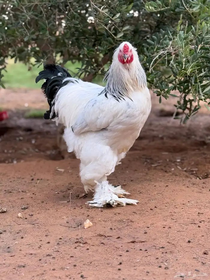 بيض براهما كولمبي كونك 7