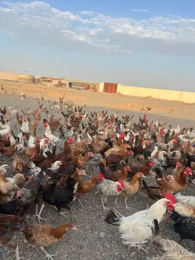 دجاج بشاير ع وشك الانتاج index