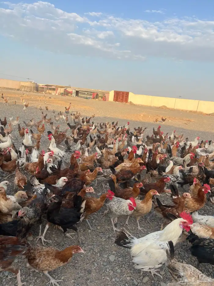 دجاج بشاير ع وشك الانتاج 0