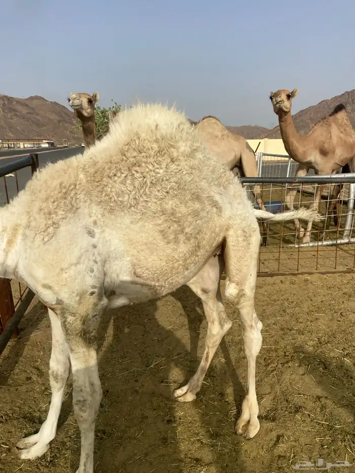 بكره كفو علي الحليب والبرسيم 1