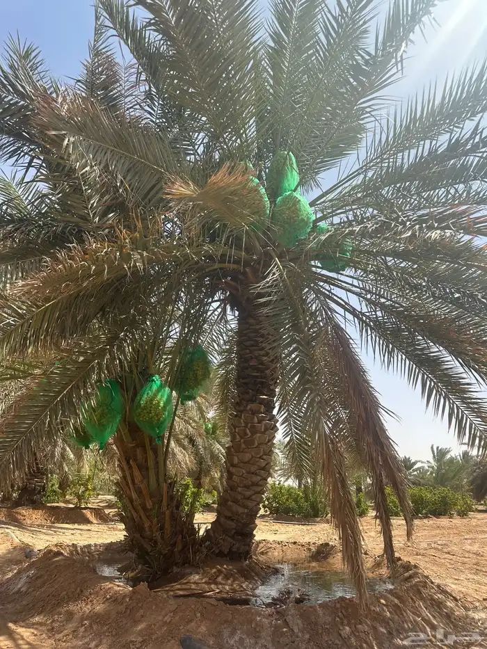 يوجدنقايل نبوت سيف ونبوت سلطان رزيزي سكري وحلوة الجوف 1