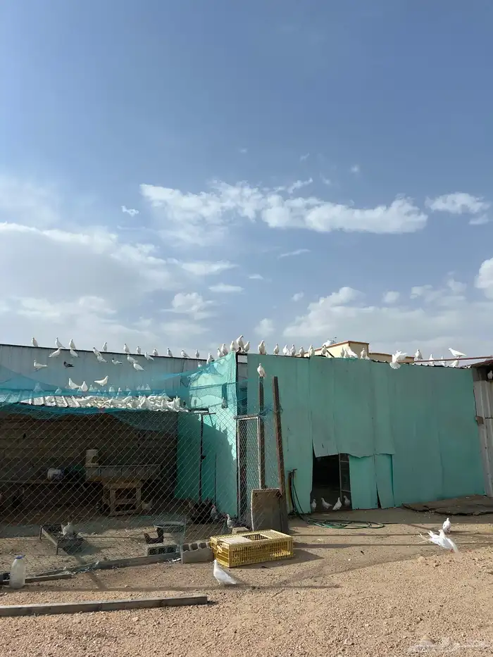 حمام فرنسي 3