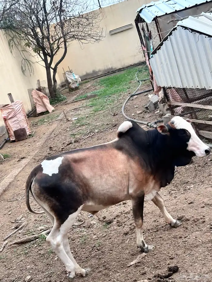 بقر 0