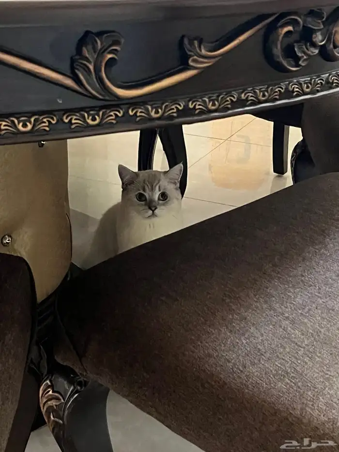 قط ذكر سكوتش للتزاوج 5