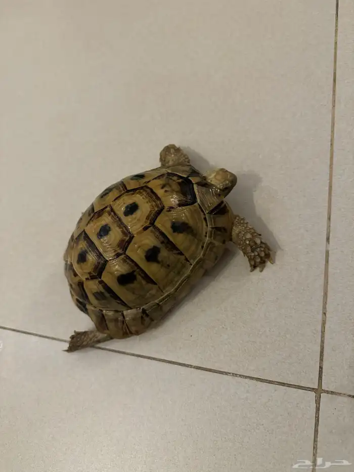 سلحفاه صغيره للبيع 0
