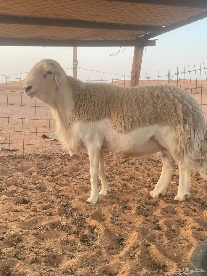 للبيع خرووف حري 2