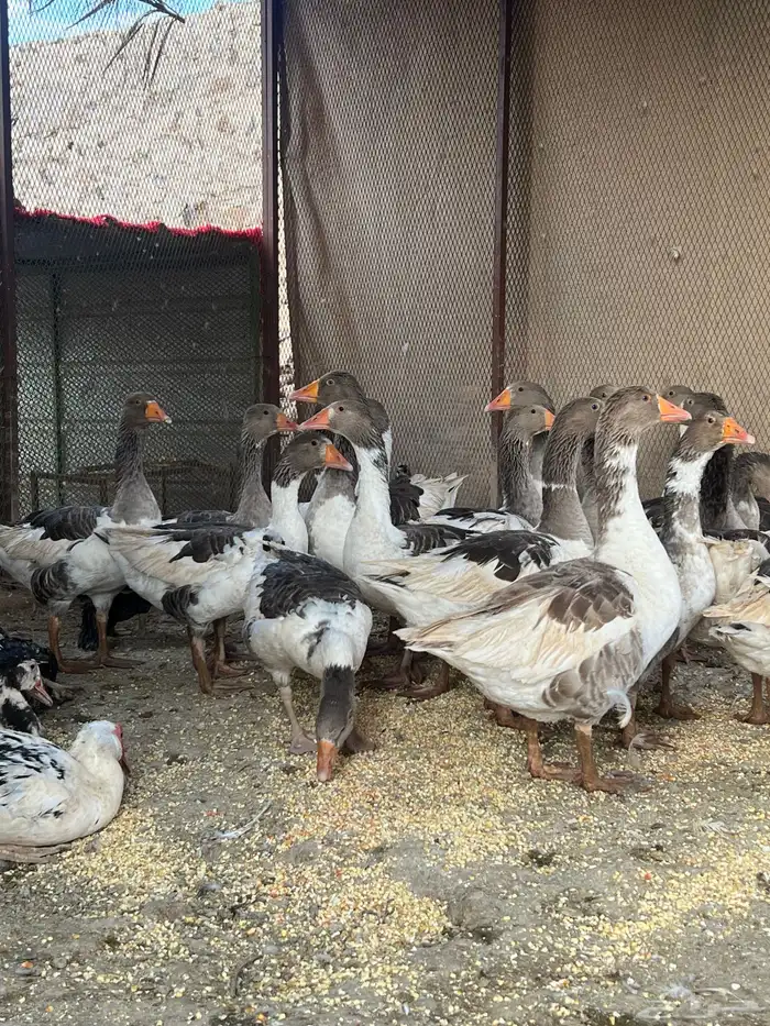 وز بلدي منتج 2
