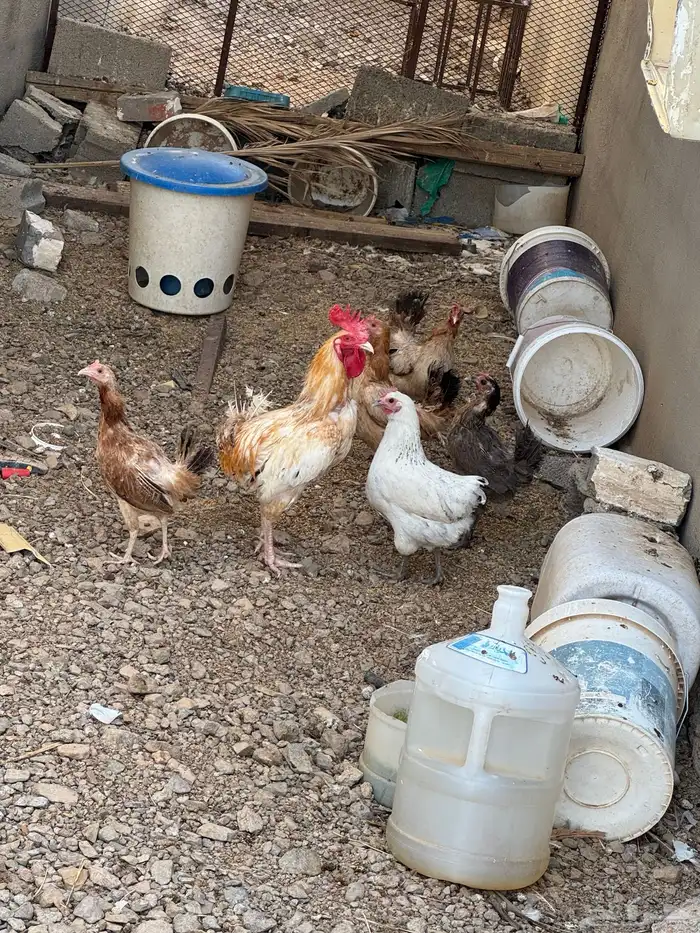 دجاج للبيع 1