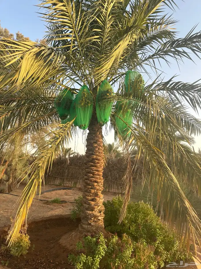 يوجدنقايل نبوت سيف ونبوت سلطان رزيزي سكري وحلوة الجوف 0