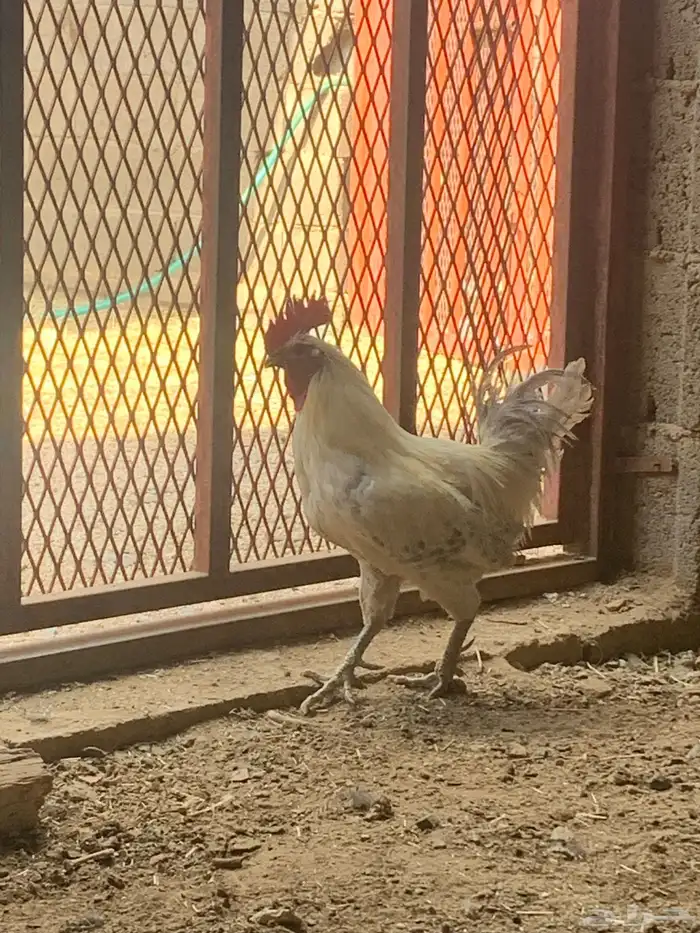 ديكه فيومي تفريد ثلاثه فقط 3