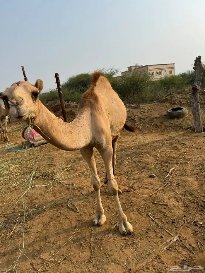 قعود للبيع 1