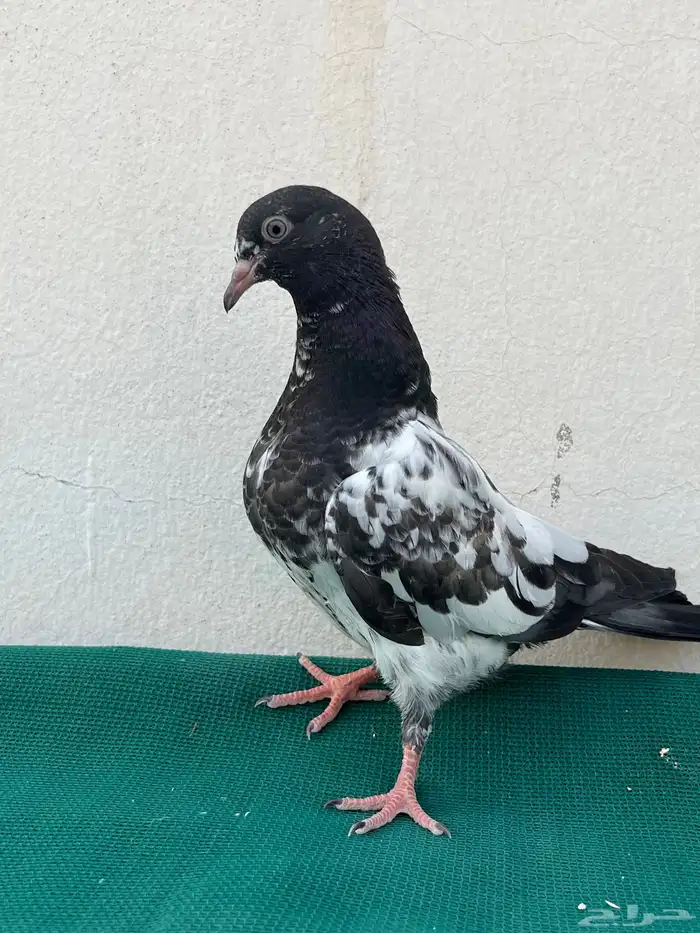 للبيع طبات تيدي 1