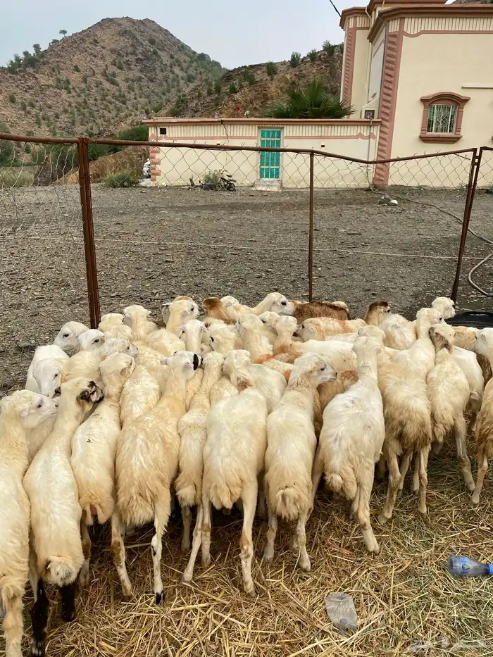 رخال رفيديات 0