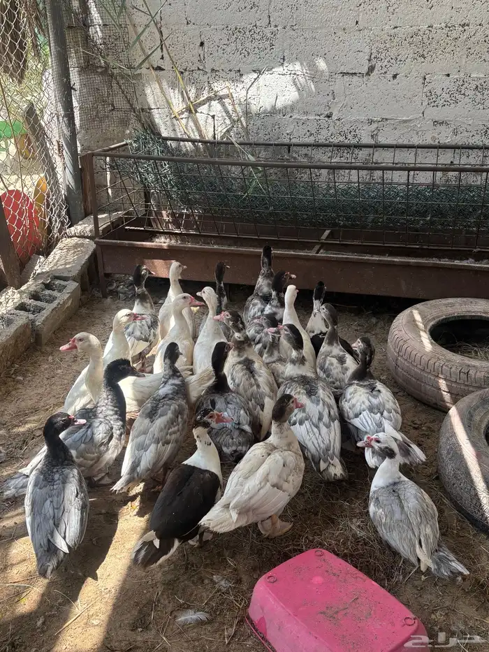 بط مصري 0