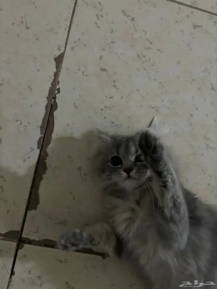 قطة شيرازي انتثى العمر سنة للتبني 4